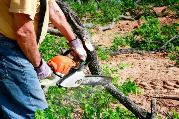 How Our Tree Care Process Works  in  Middleton, WI